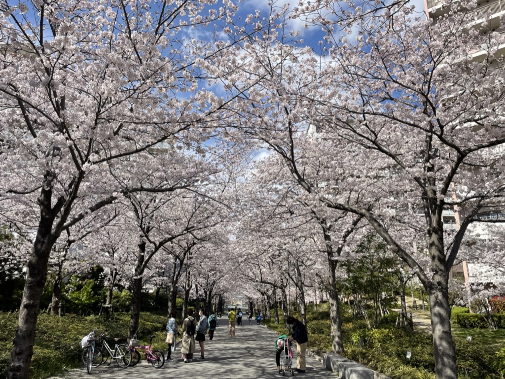 満開の桜