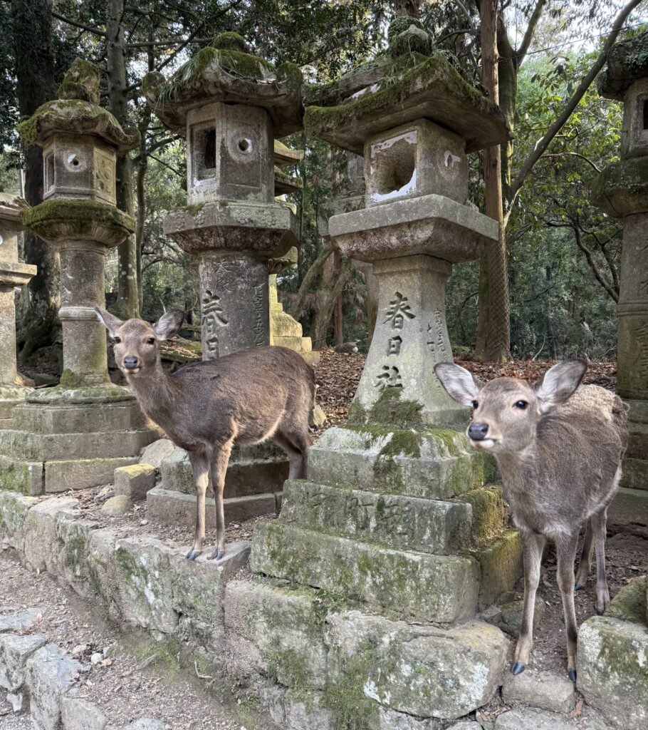 春日大社の鹿