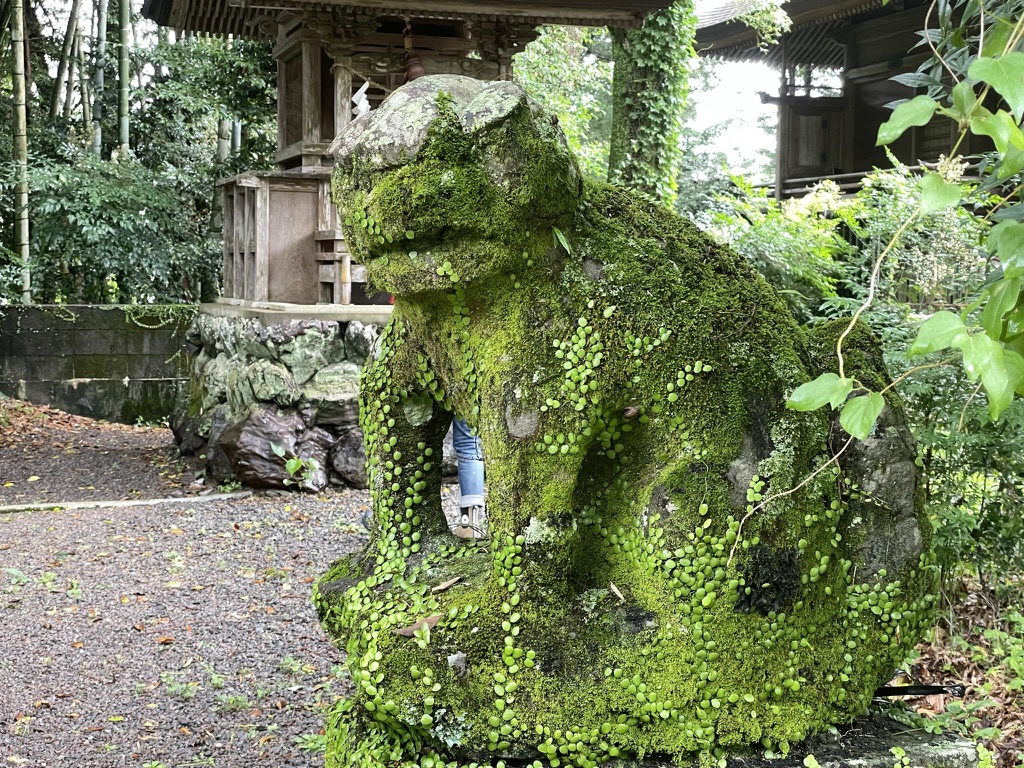 苔むしった狛犬