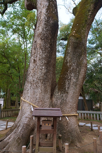 伊弉諾神宮の夫婦楠と朝の光